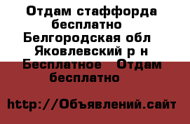 Отдам стаффорда бесплатно - Белгородская обл., Яковлевский р-н Бесплатное » Отдам бесплатно   